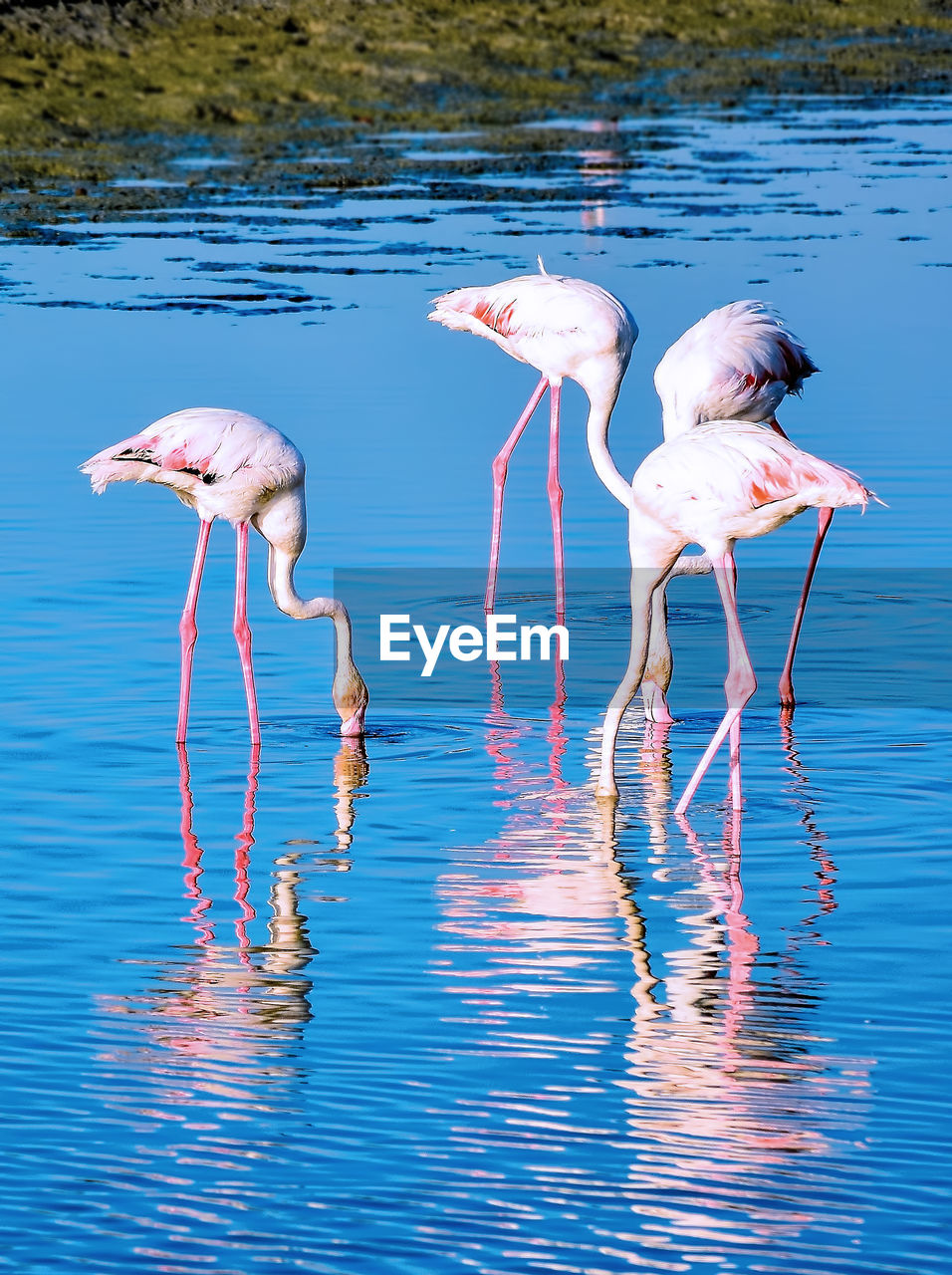 Flamingoes perching in lake