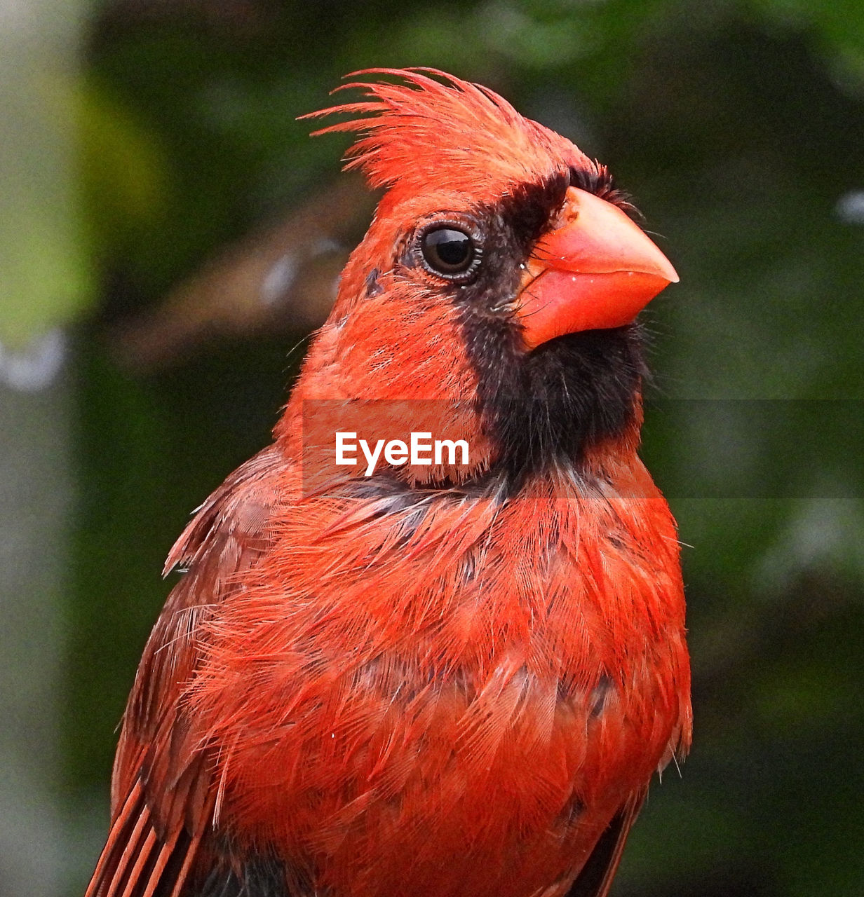 CLOSE-UP OF BIRD