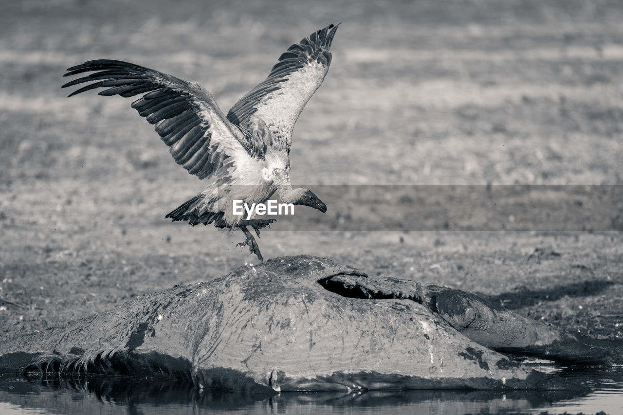 seagull flying over sea