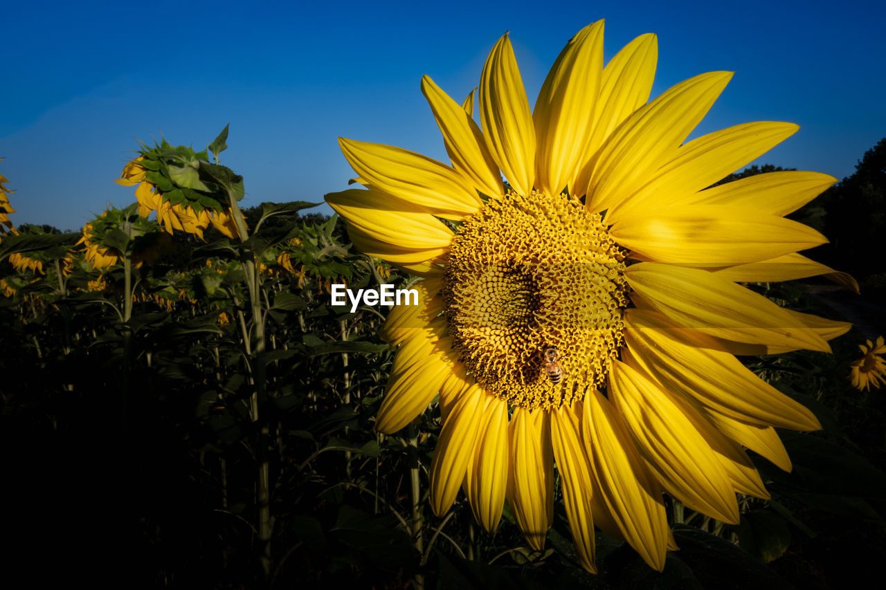 CLOSE-UP OF SUNFLOWER ON FIELD