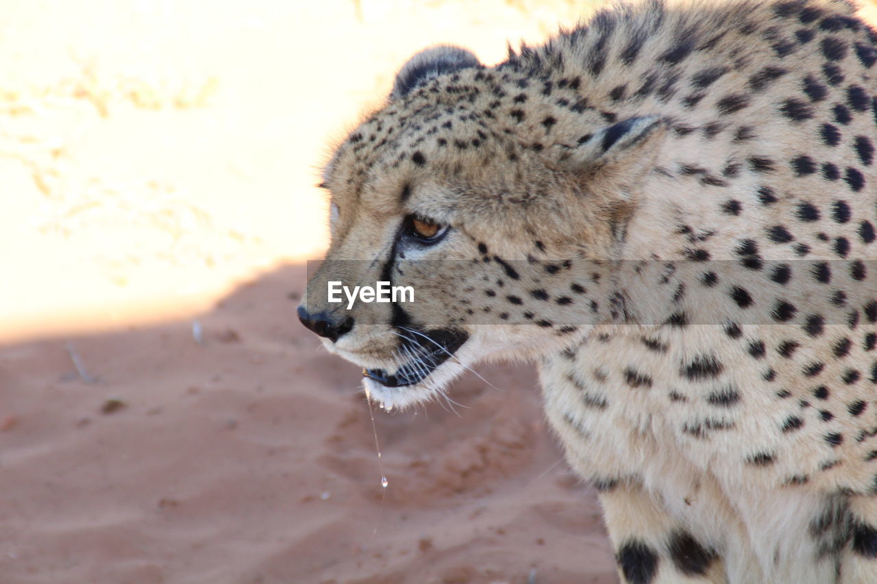 Close-up of a cheetah looking away