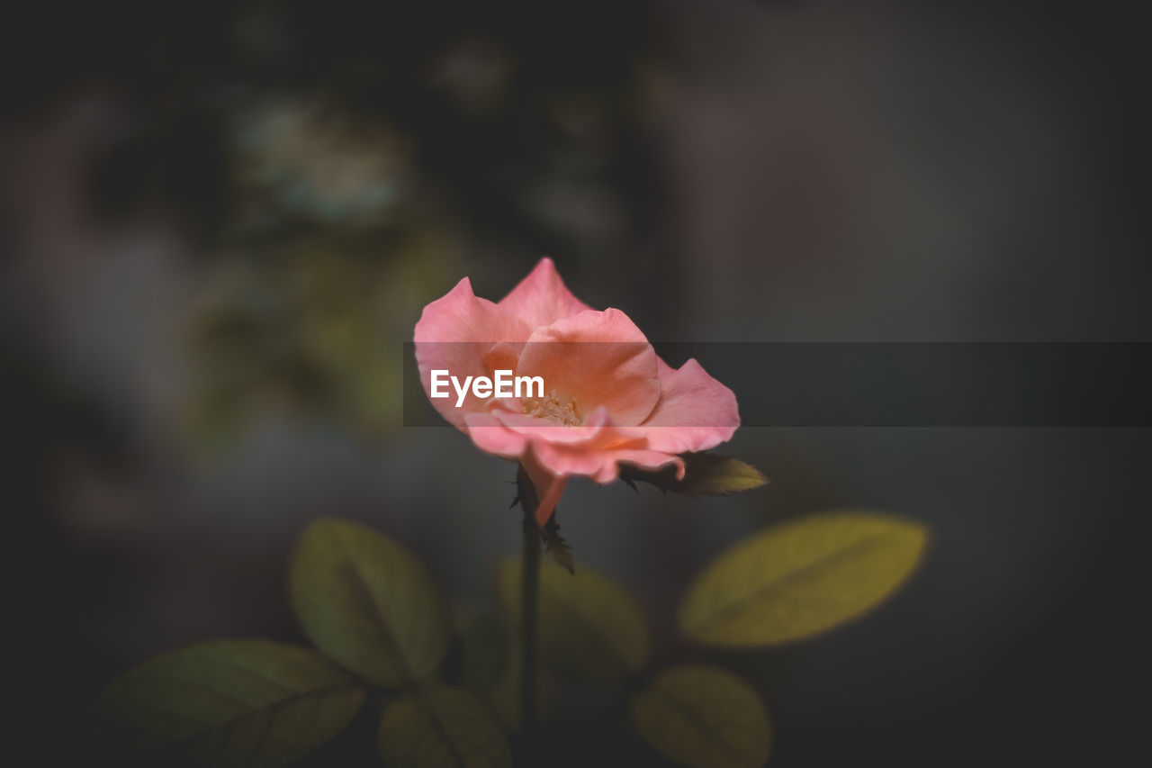 Close-up of pink flower blooming outdoors