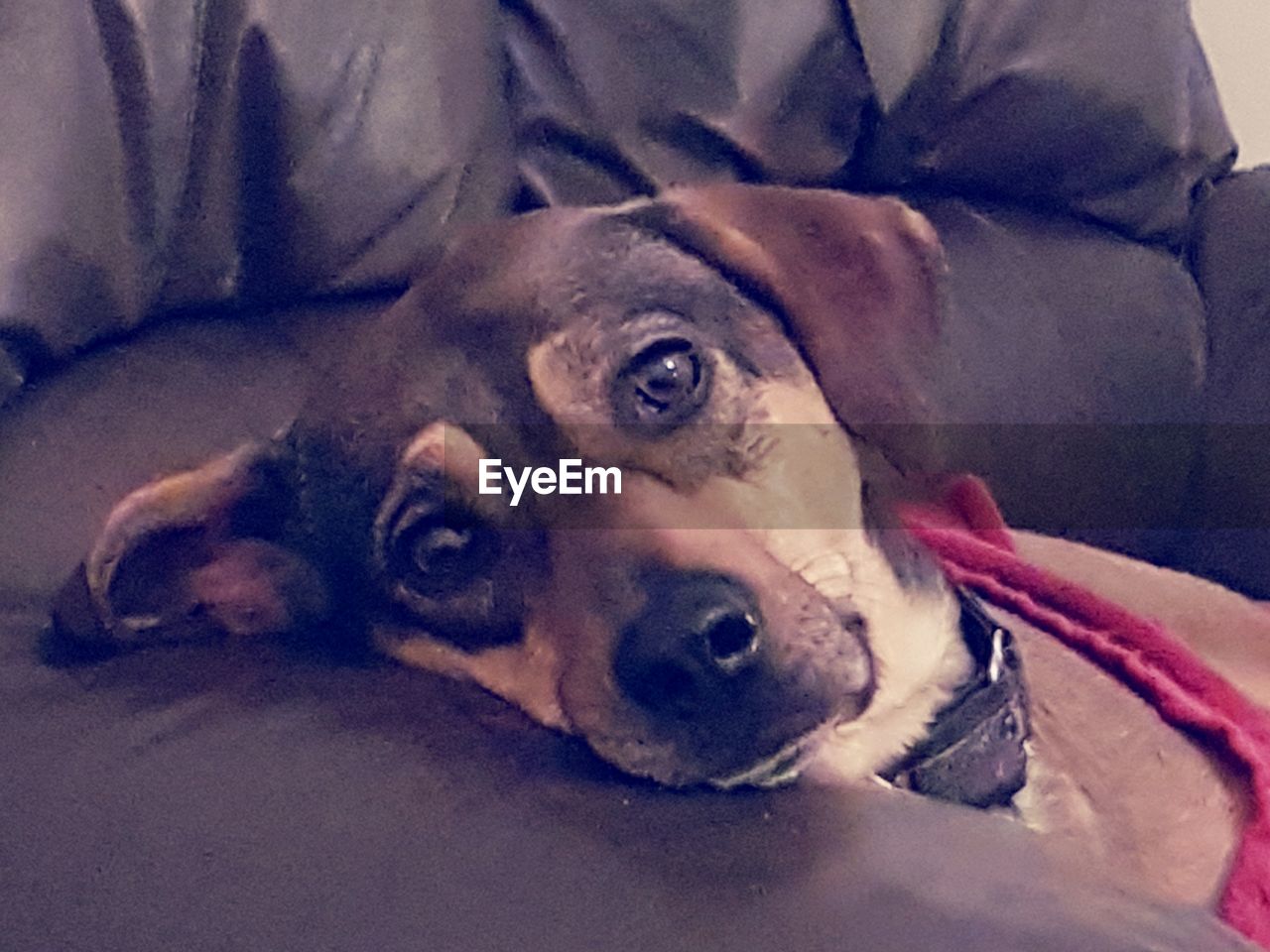 CLOSE-UP PORTRAIT OF DOG IN MOUTH