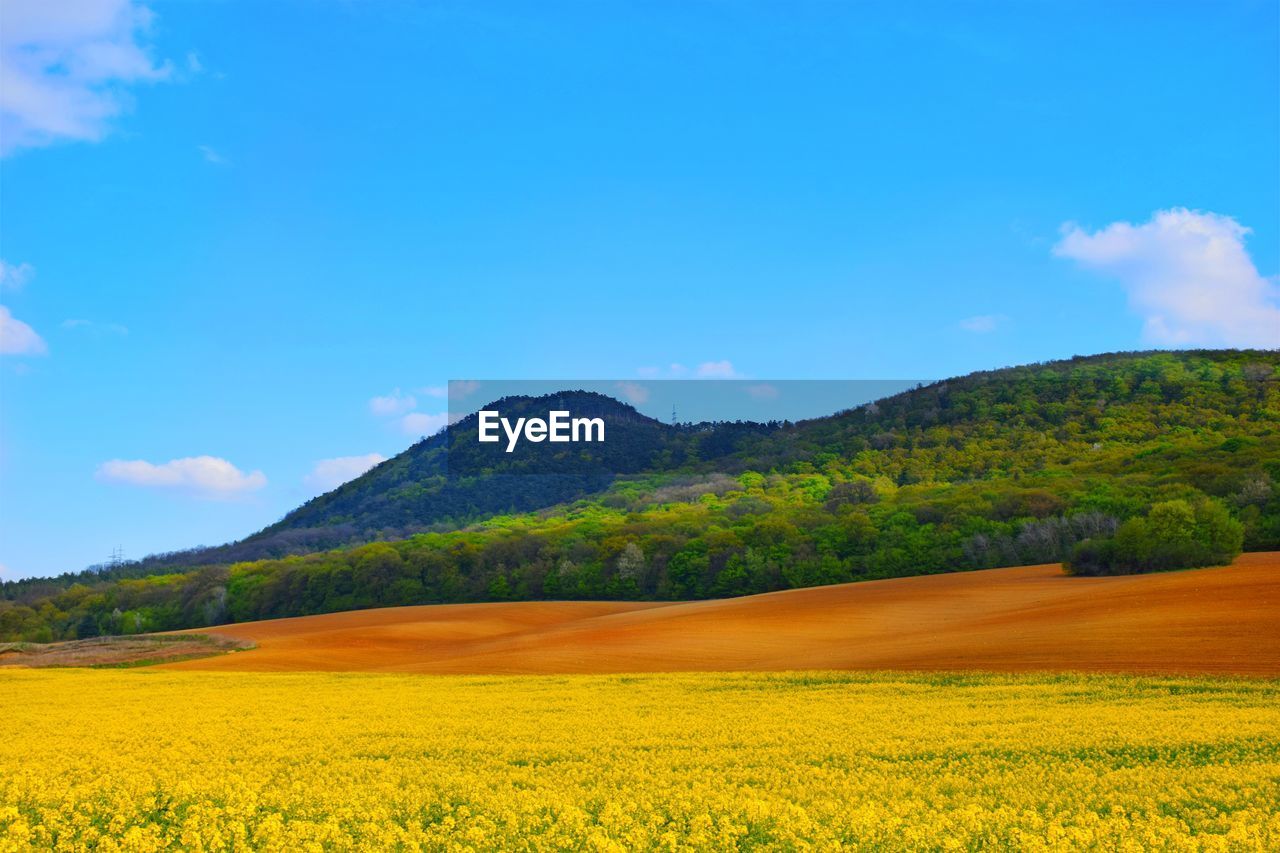 SCENIC VIEW OF YELLOW FLOWERS GROWING ON LAND