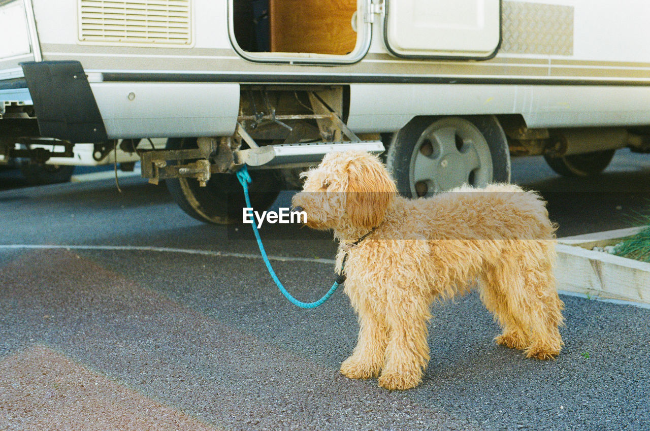 Goldendoodle and classic hymer motorhome. 