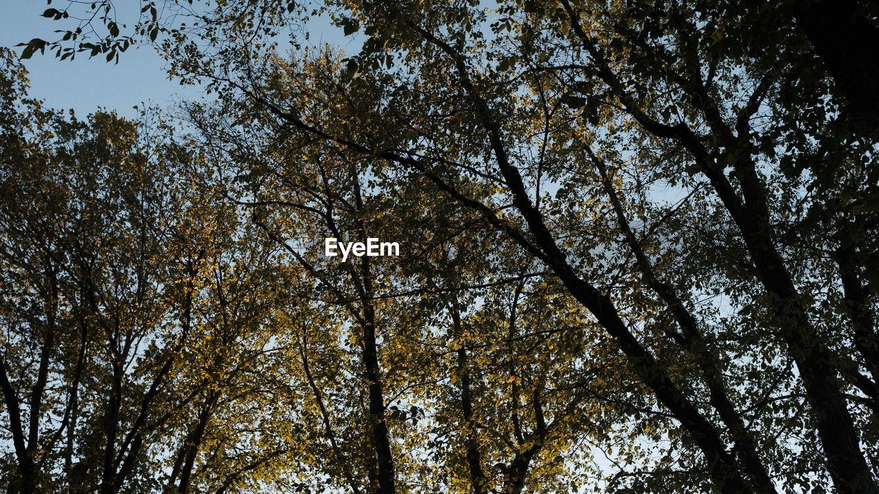 LOW ANGLE VIEW OF TREES IN FOREST