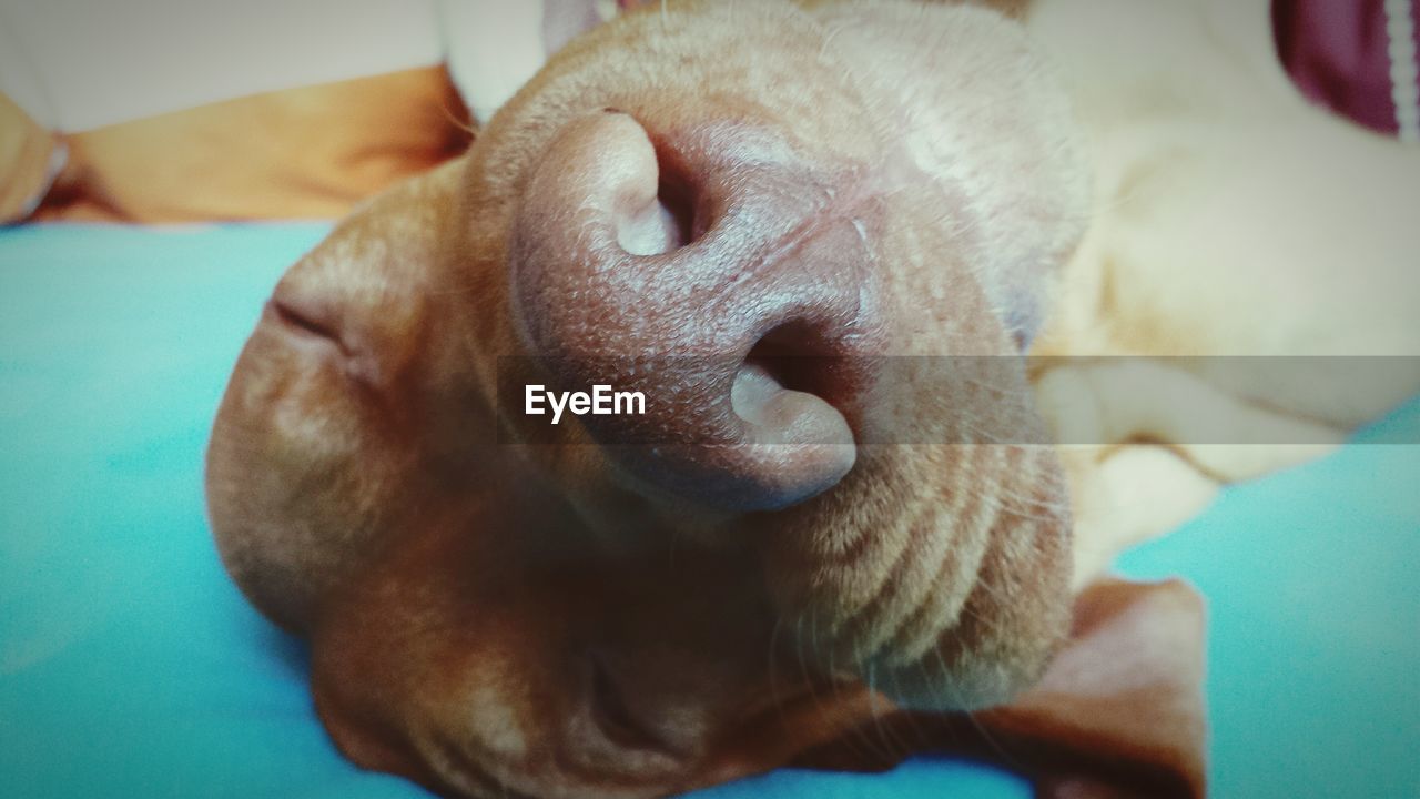 Close-up of vizsla sleeping on table