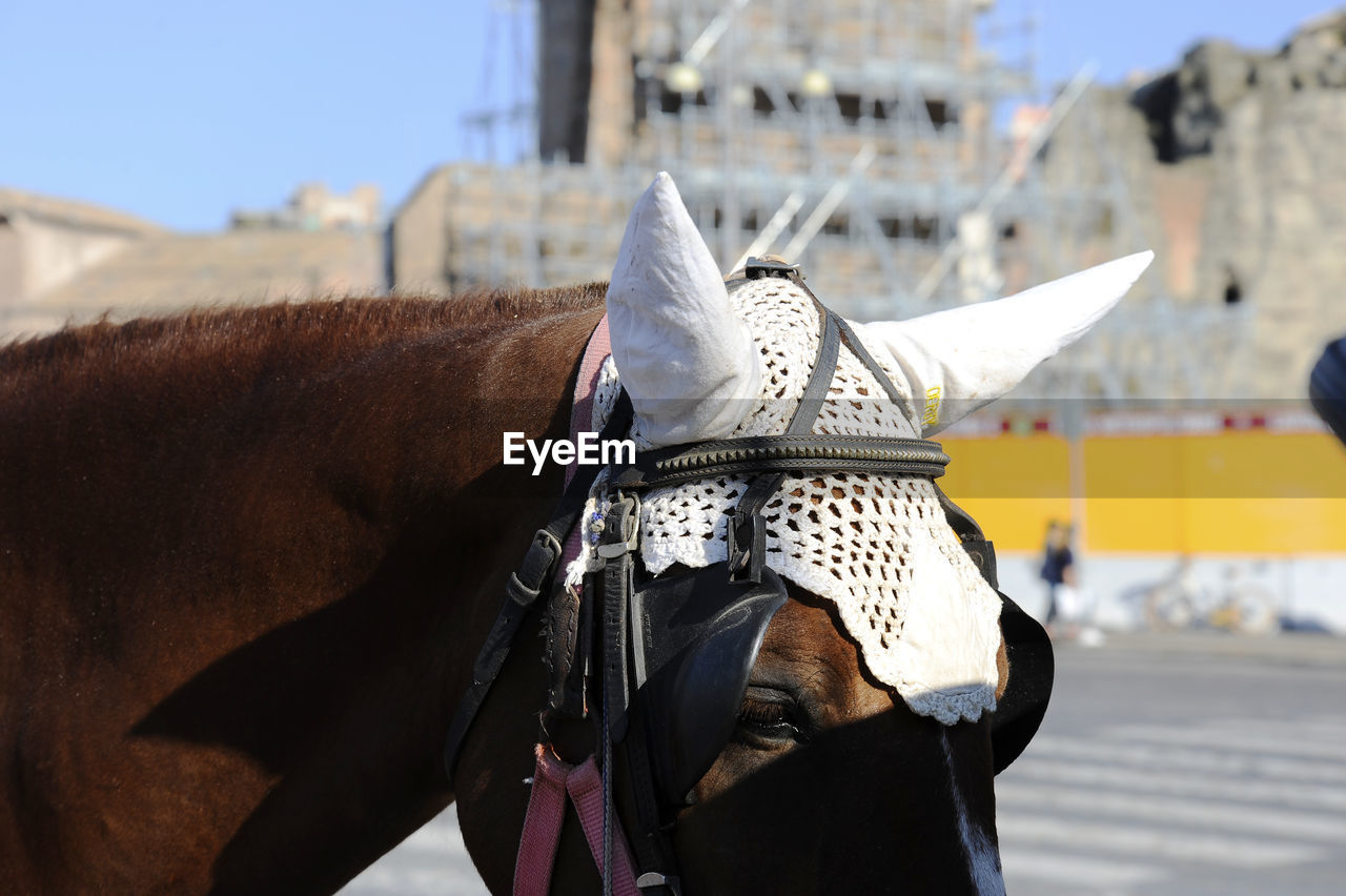 CLOSE-UP OF HORSE