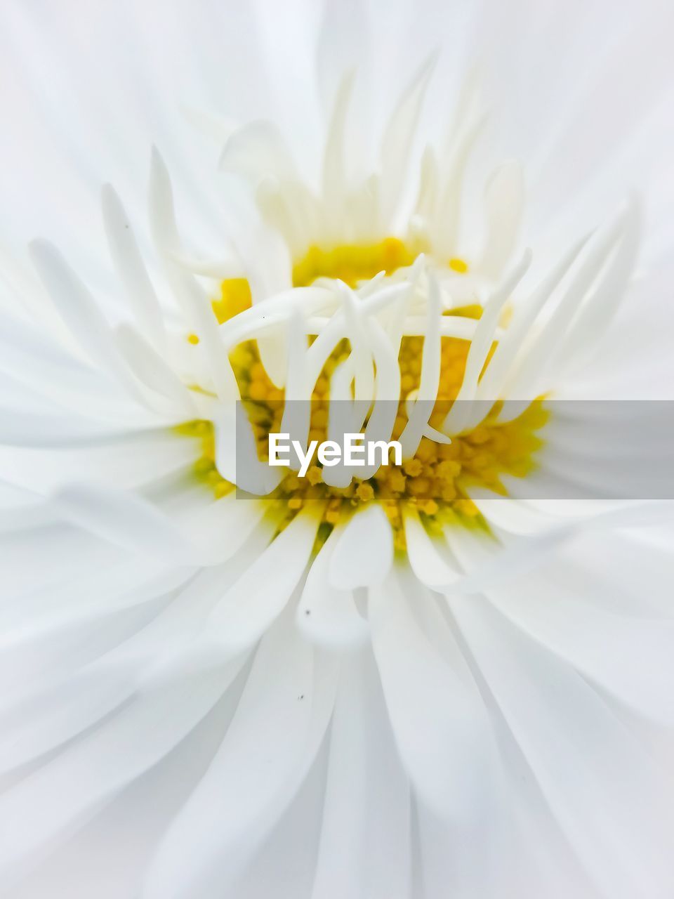 Close-up of white daisy flower