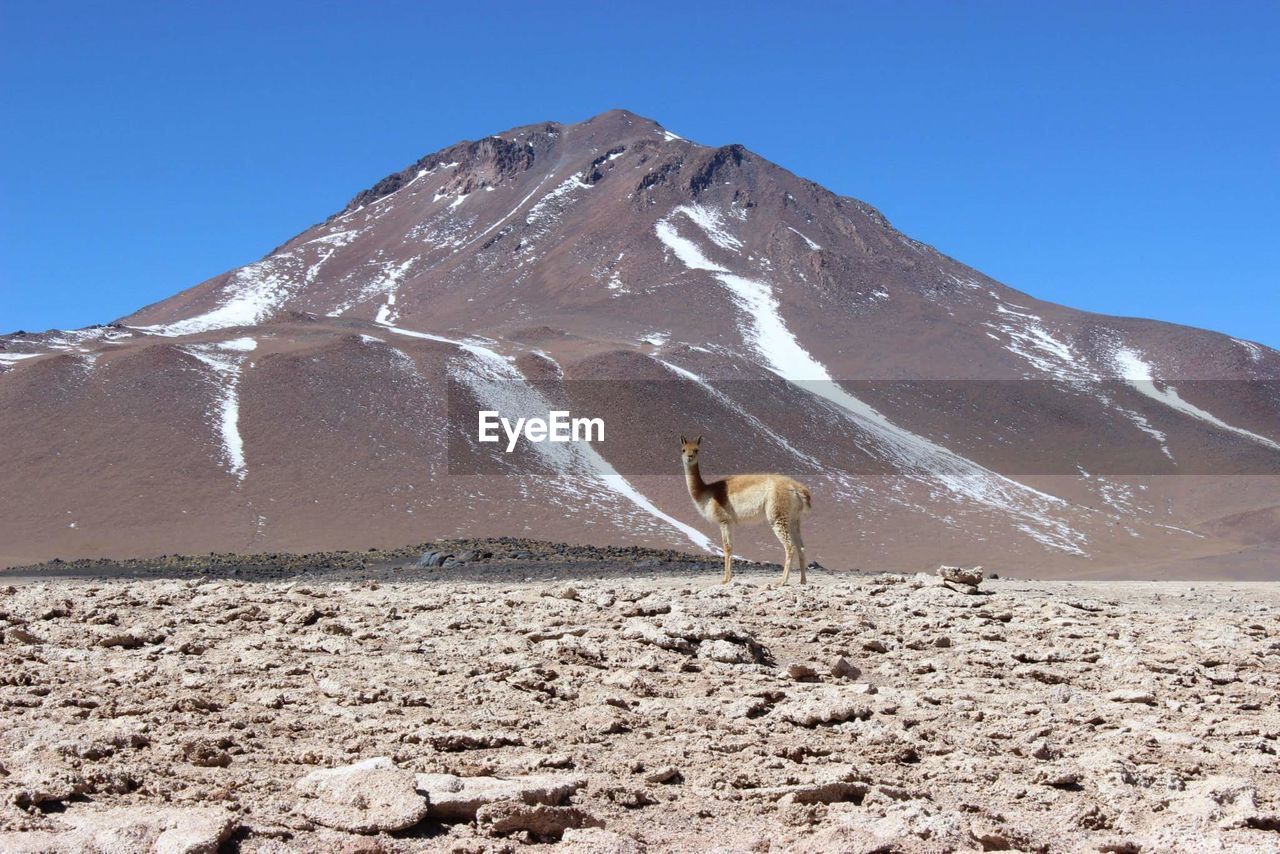 Llama standing on field against mountain