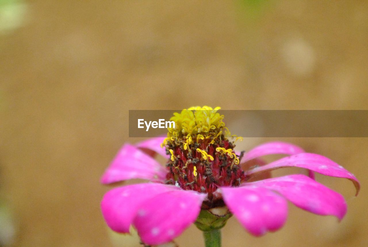 CLOSE-UP OF PINK FLOWERING PLANTS