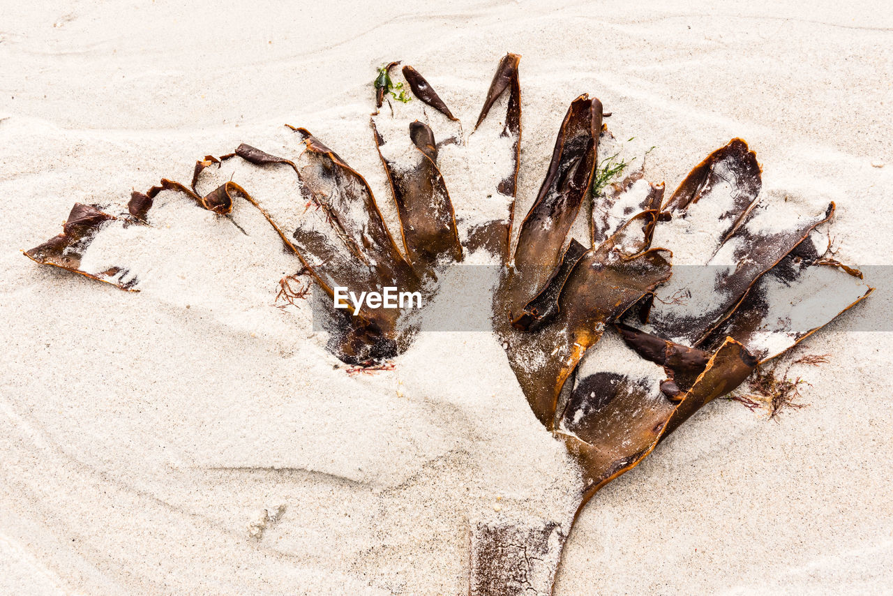 High angle view of dead leaf on sand