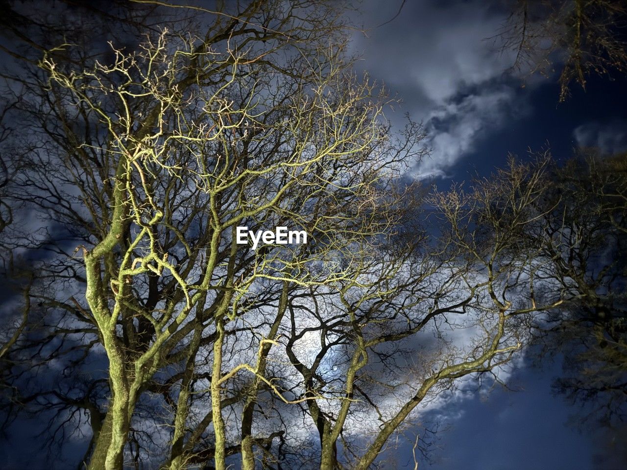 nature, tree, plant, reflection, branch, sunlight, sky, darkness, cloud, leaf, beauty in nature, autumn, no people, winter, morning, tranquility, forest, environment, light, land, outdoors, scenics - nature, growth, bare tree, low angle view, non-urban scene, trunk, tree trunk, flower