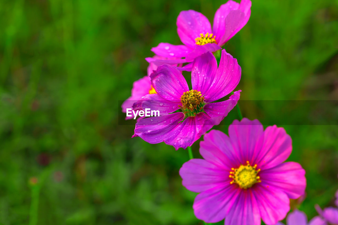 CLOSE-UP OF PINK FLOWERS