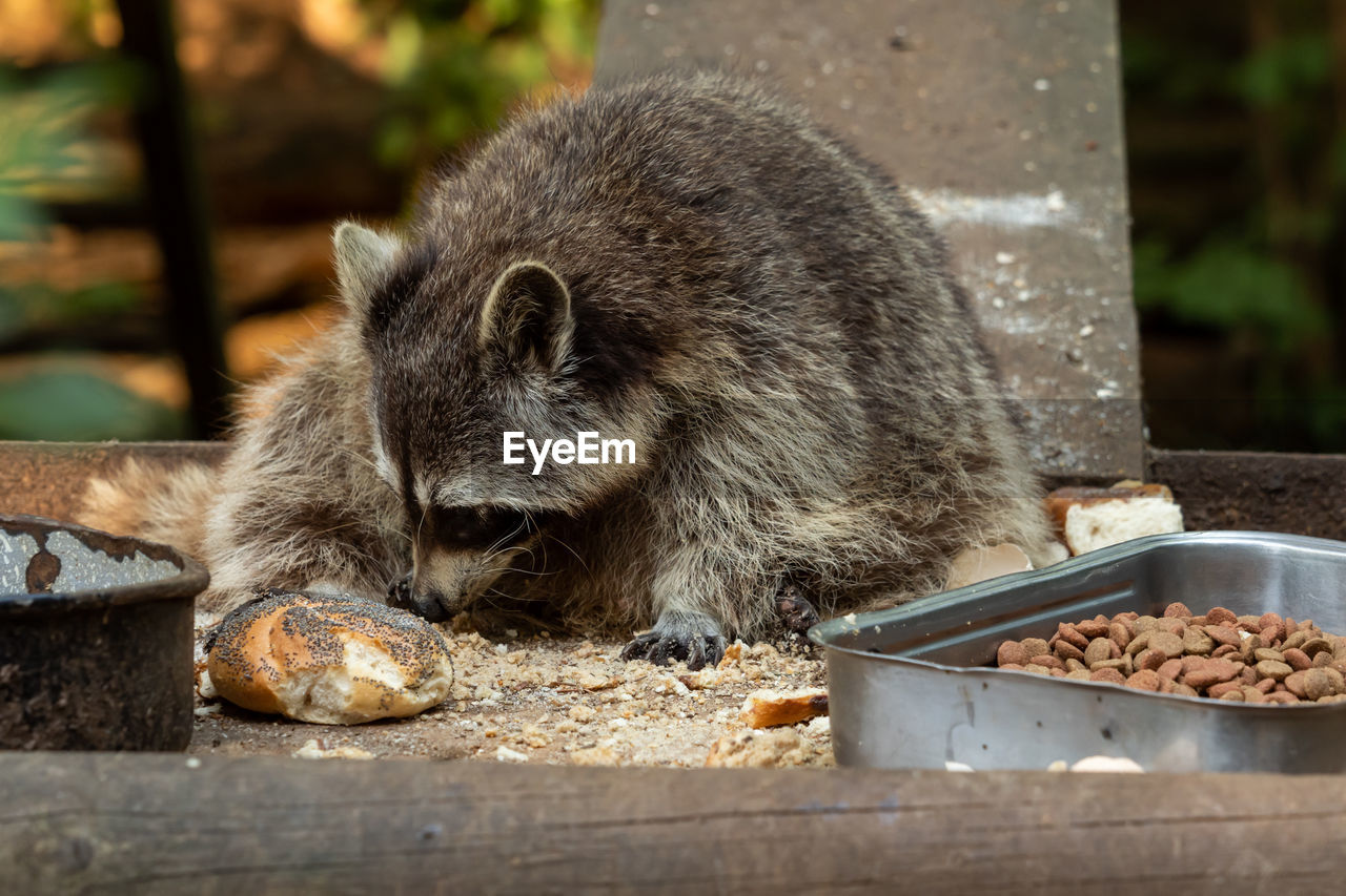 CLOSE-UP OF ANIMAL EATING FOOD