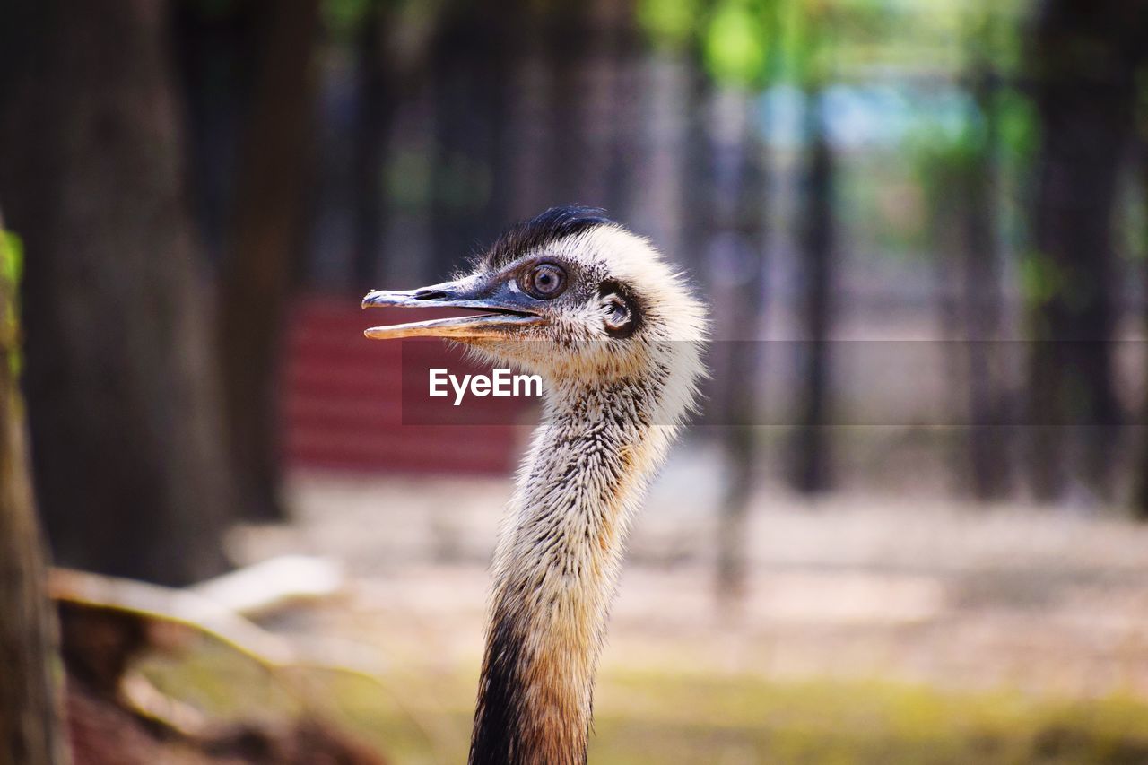 Close-up of a bird looking away