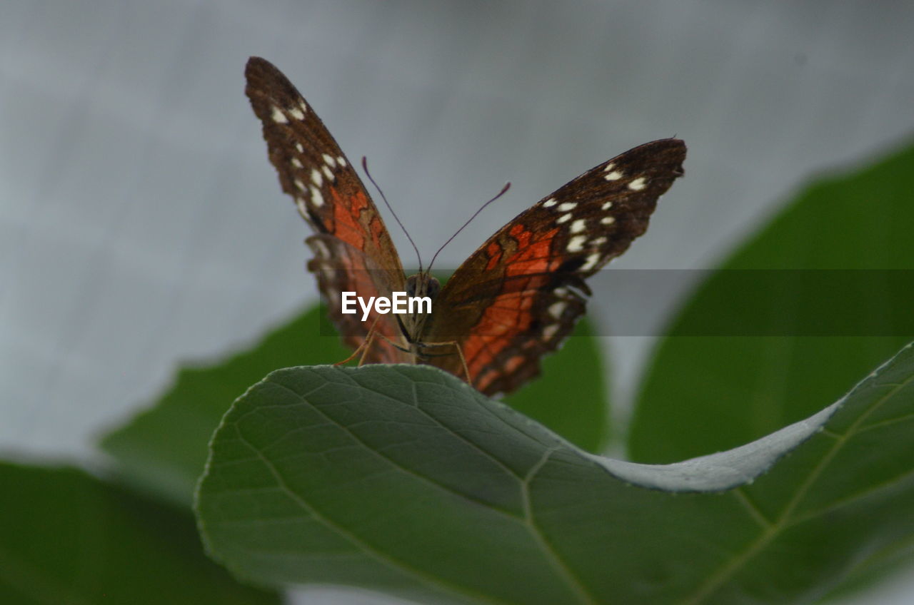 Close-up of butterfly on plant