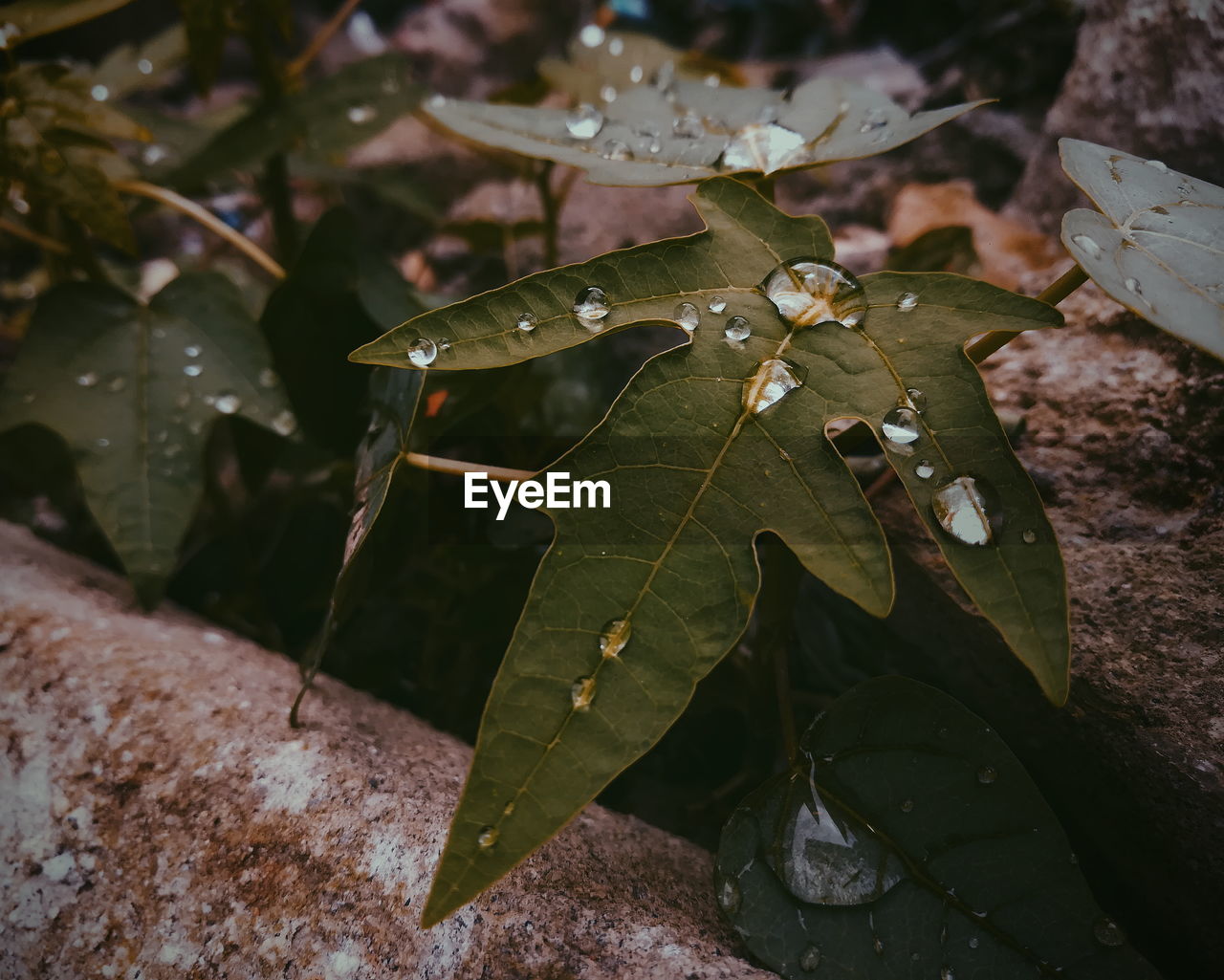 High angle view of water drops on plant