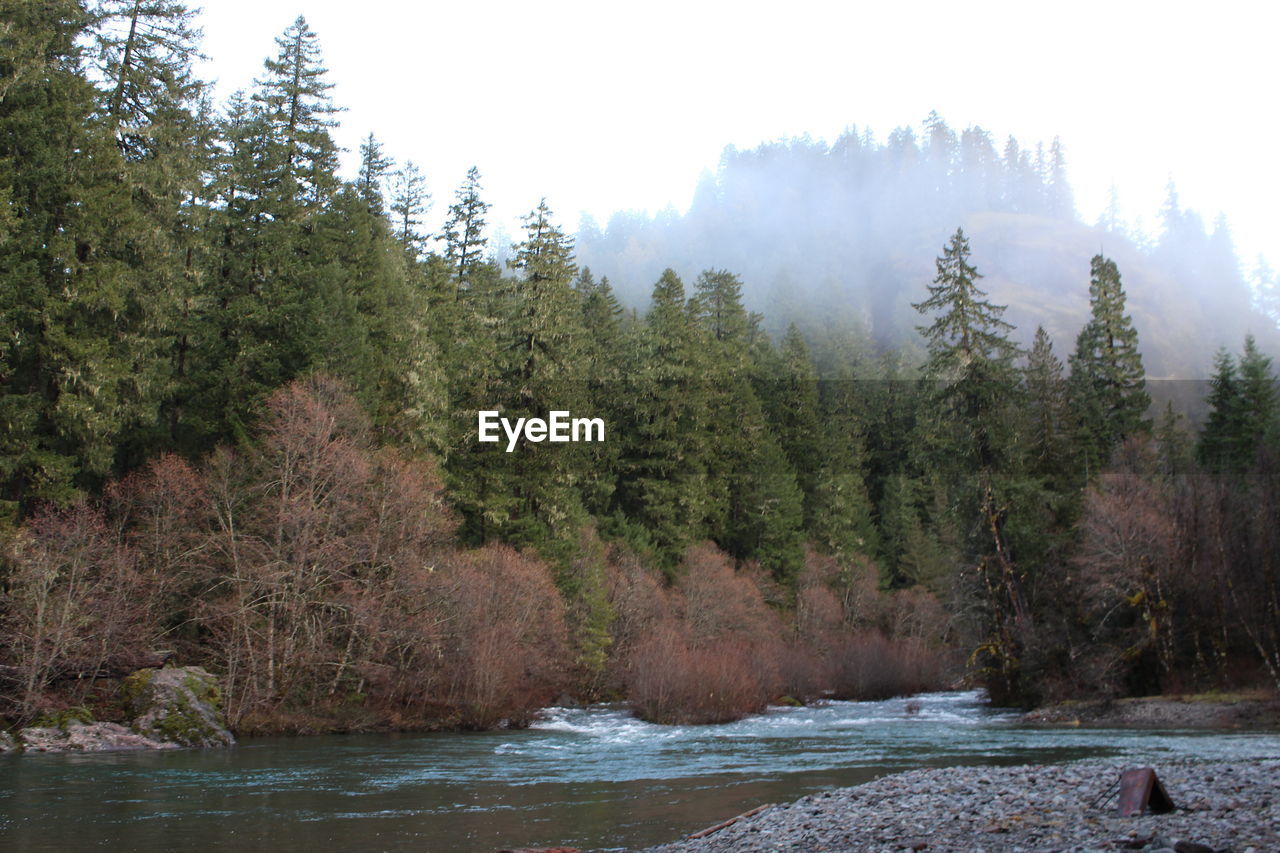 SCENIC VIEW OF FOREST