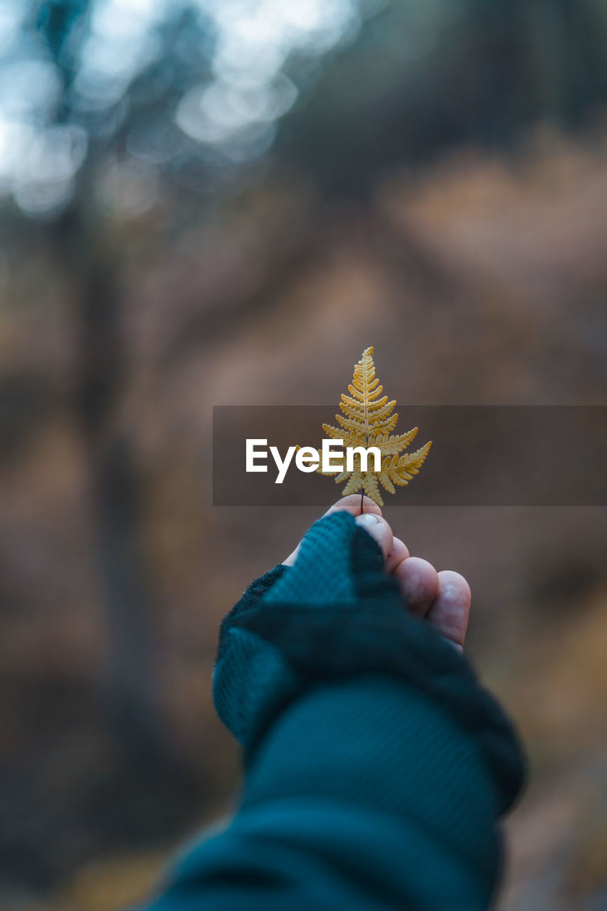 Hand with gloves holding a beautiful leaf