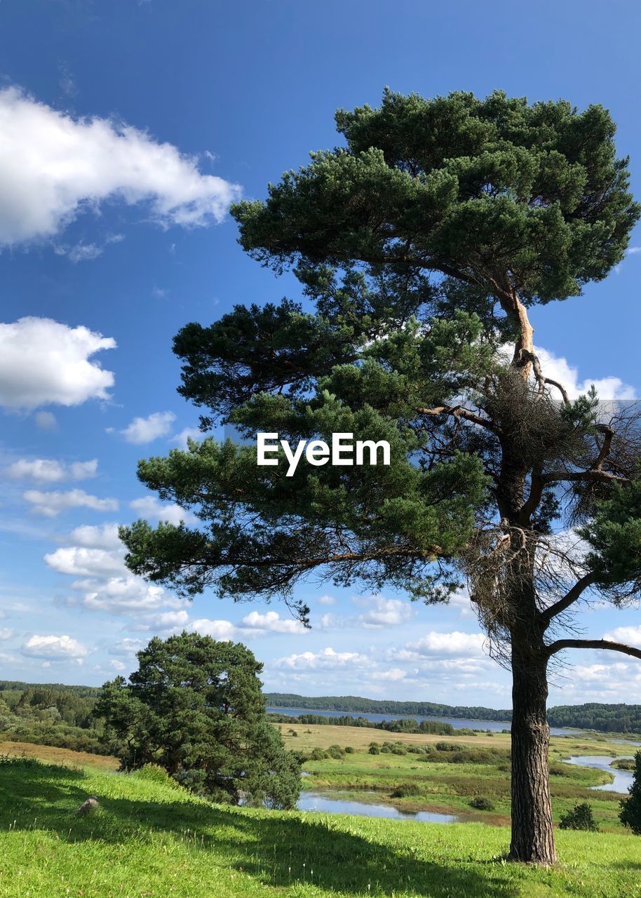 Tree on field against sky