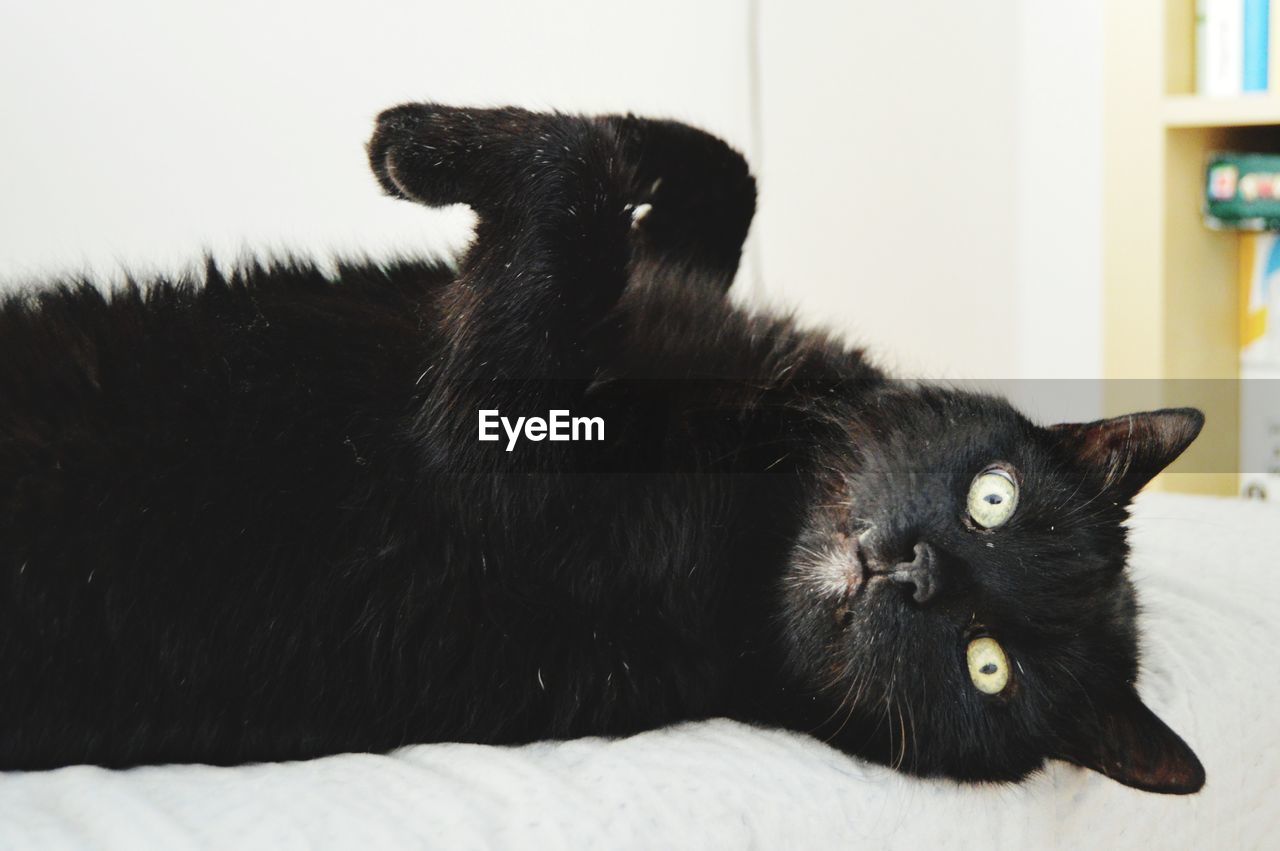 PORTRAIT OF BLACK CAT LYING DOWN ON FLOOR