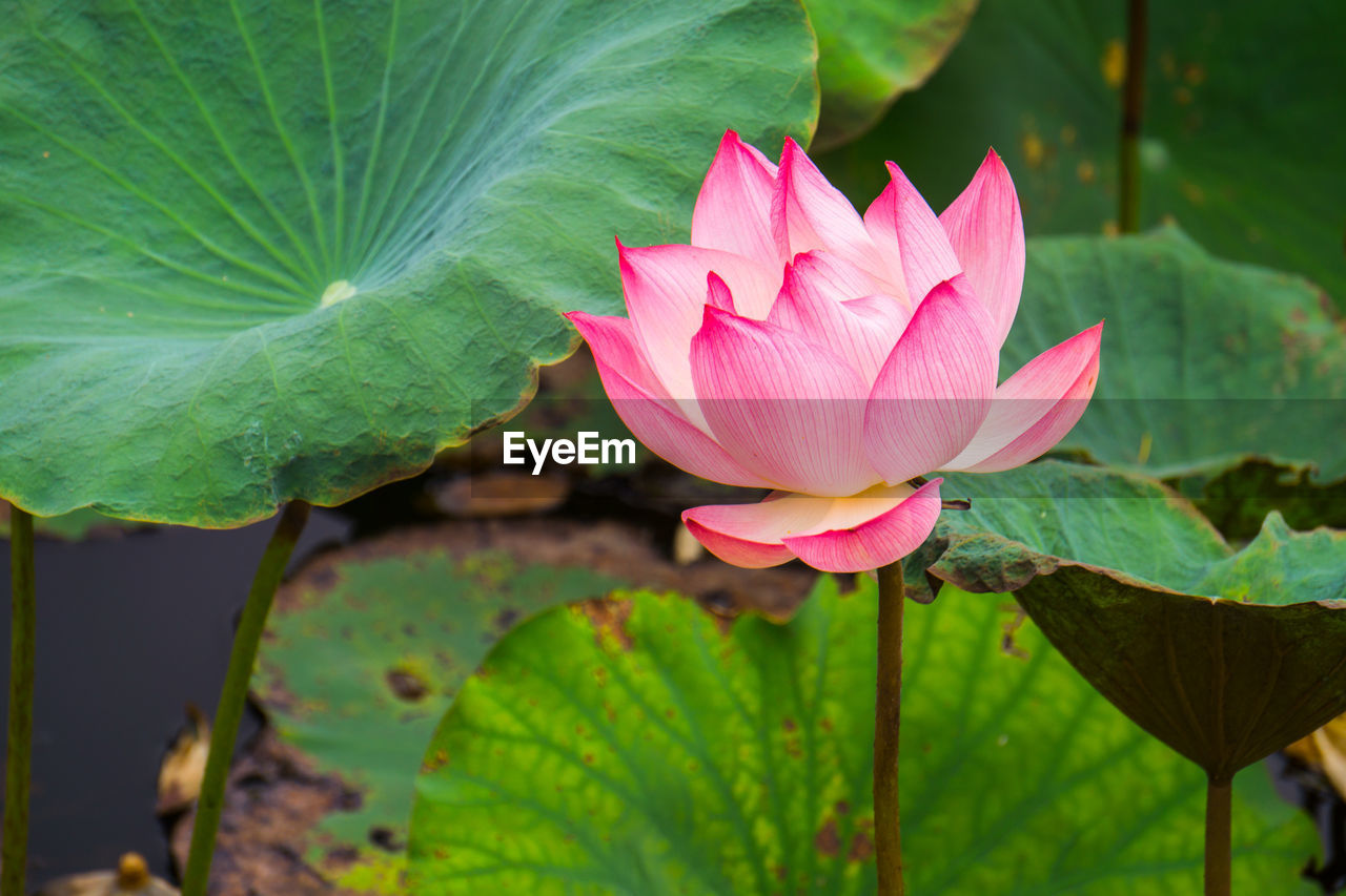 CLOSE-UP OF WATER LILY IN LAKE