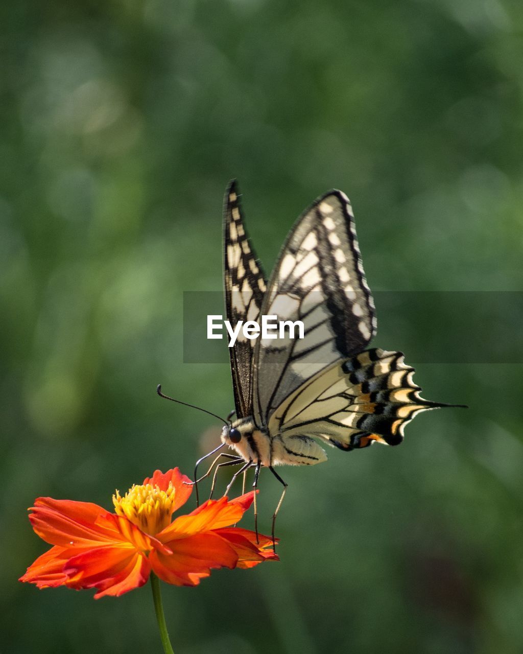 CLOSE-UP OF BUTTERFLY ON FLOWER