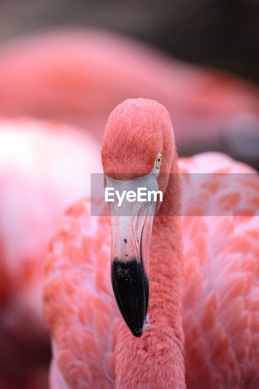 Close-up of flamingo