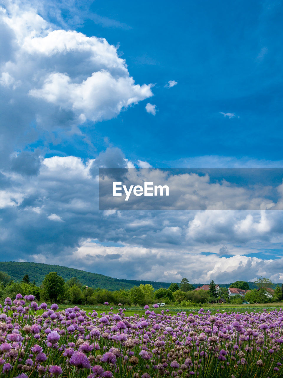 SCENIC VIEW OF FLOWERING FIELD AGAINST SKY