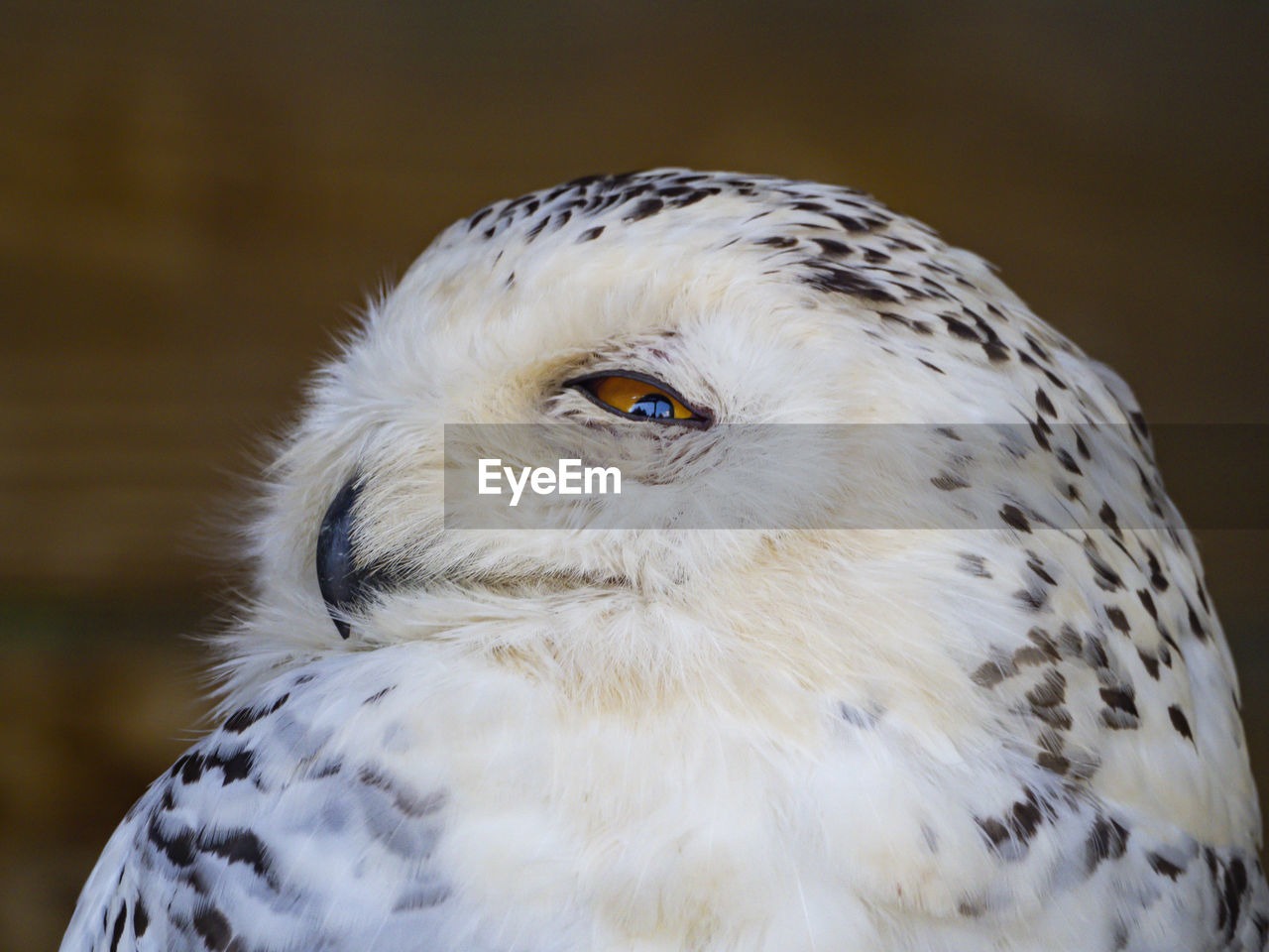 Snowy owl profile close up