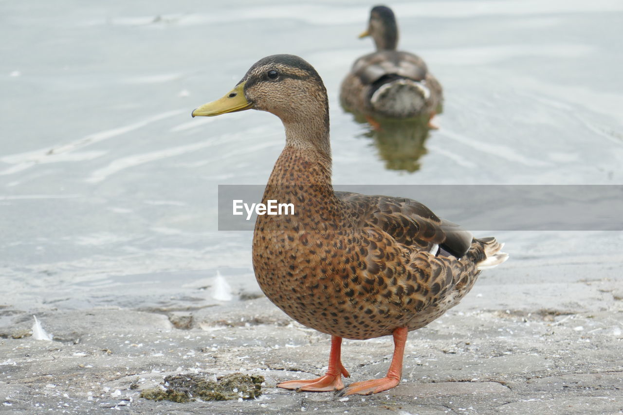 Close-up of mallard ducks at lakeshore