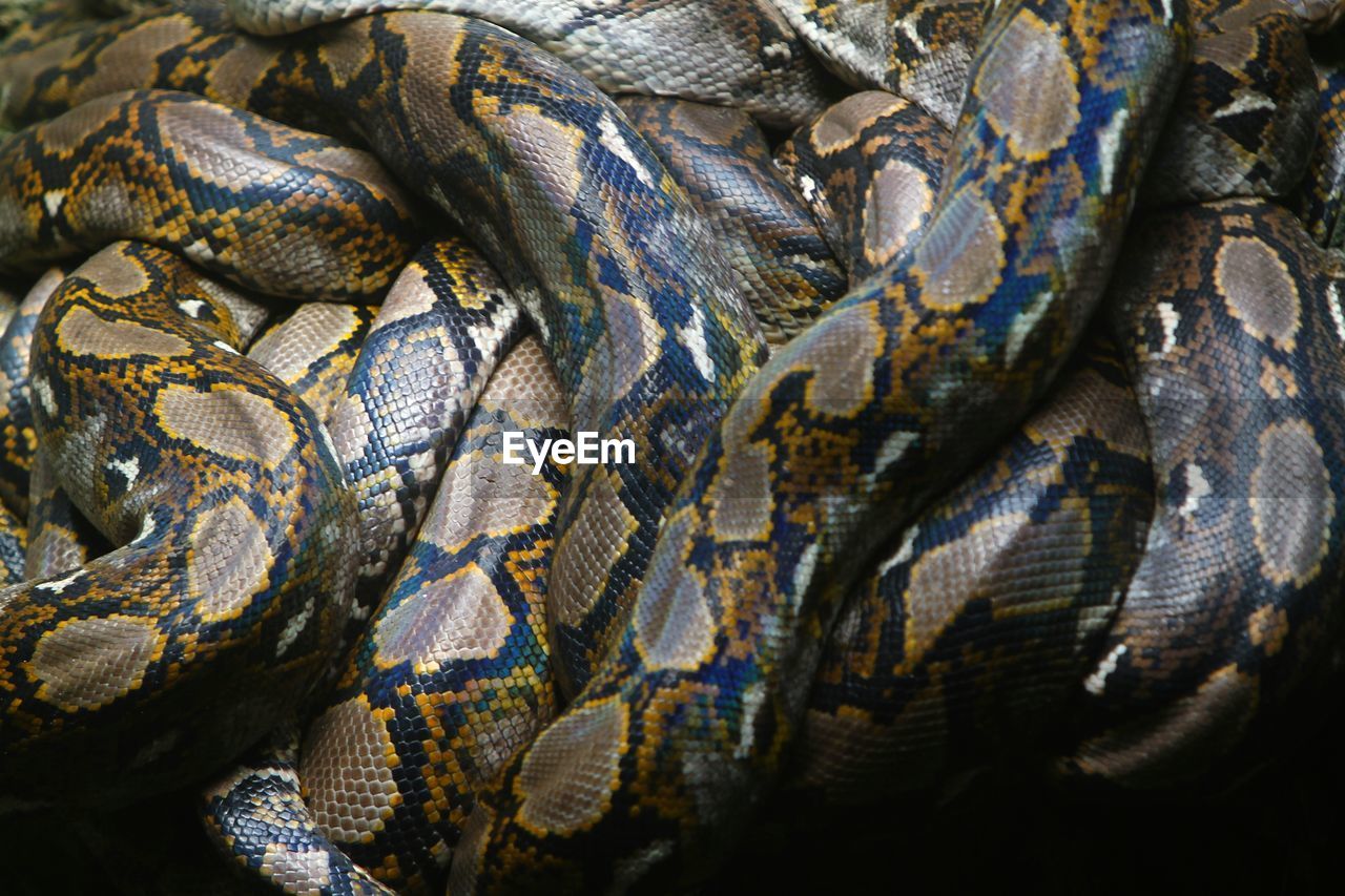 animal, reptile, animal themes, serpent, boa, no people, animal wildlife, wildlife, close-up, full frame, animal body part, one animal, nature, backgrounds, animal scale, outdoors, boa constrictor, water