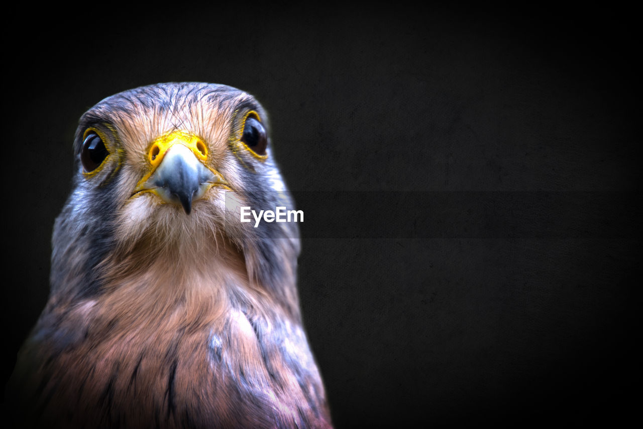 Close-up of kestrel against black background