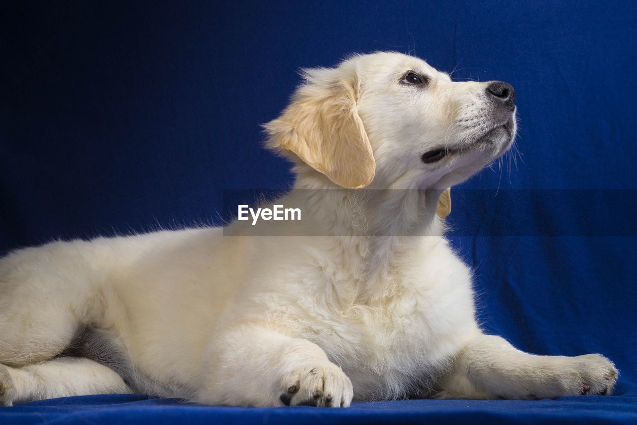 Close-up of puppy looking up while resting on sofa