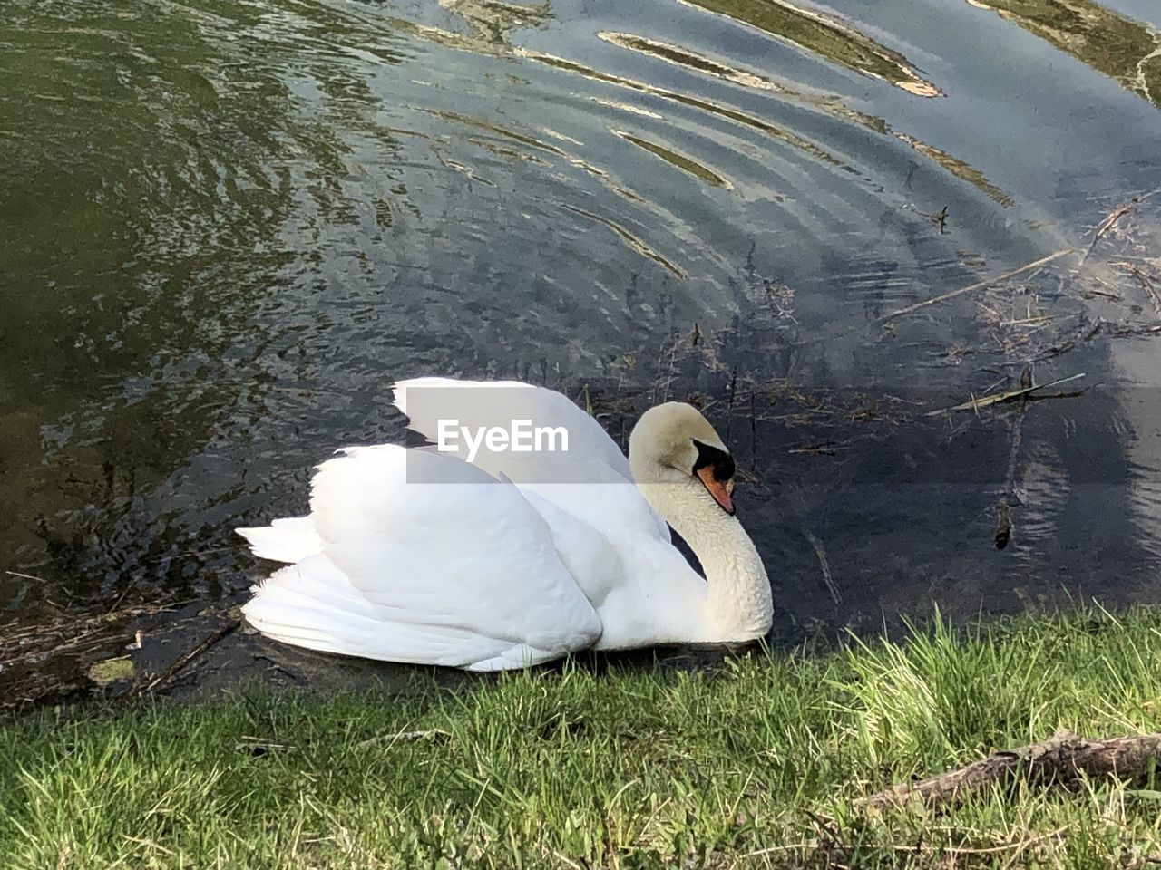 HIGH ANGLE VIEW OF SWANS SWIMMING ON LAKE
