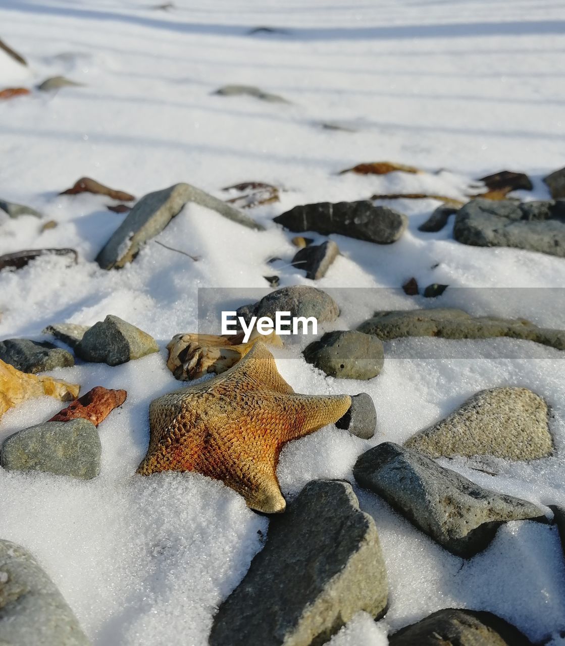 Close-up of starfish on winter beach of japanese sea
