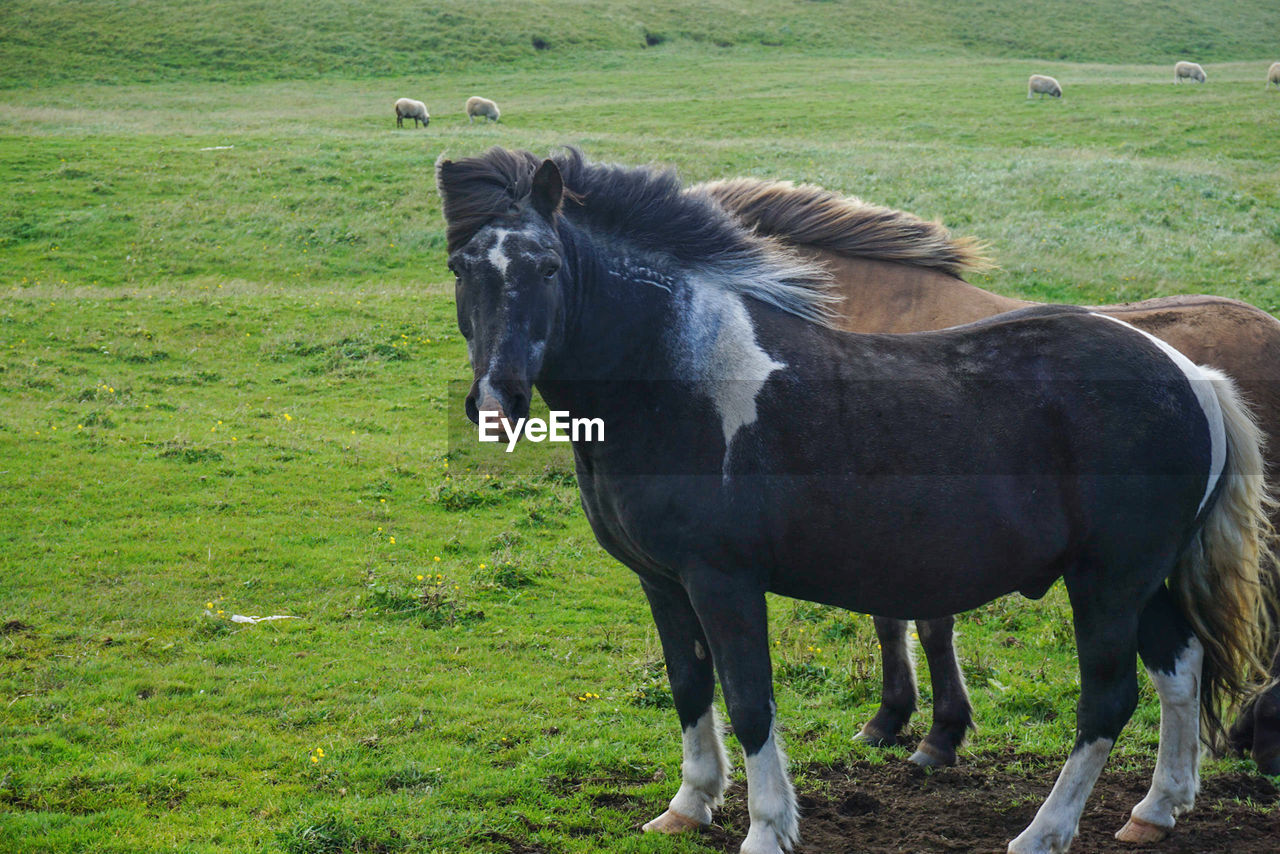 HORSE STANDING IN FARM