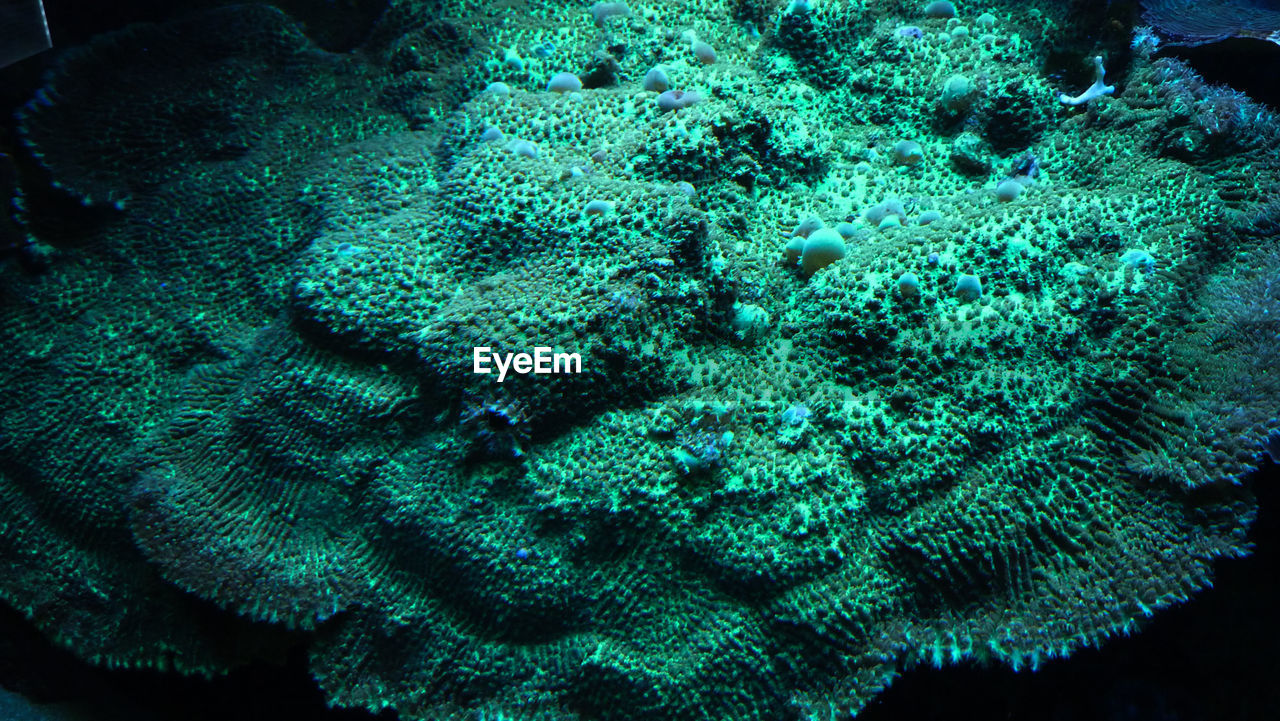 Close-up of coral in aquarium