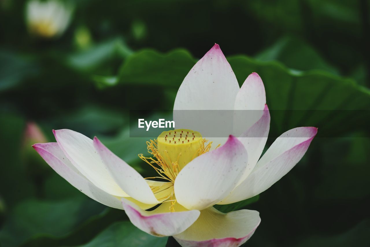 Close-up of pink lily