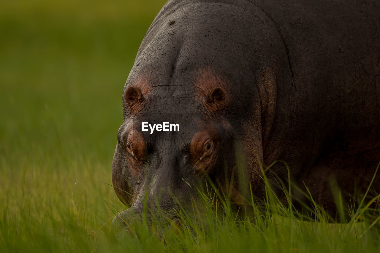 Close-up of hippopotamus