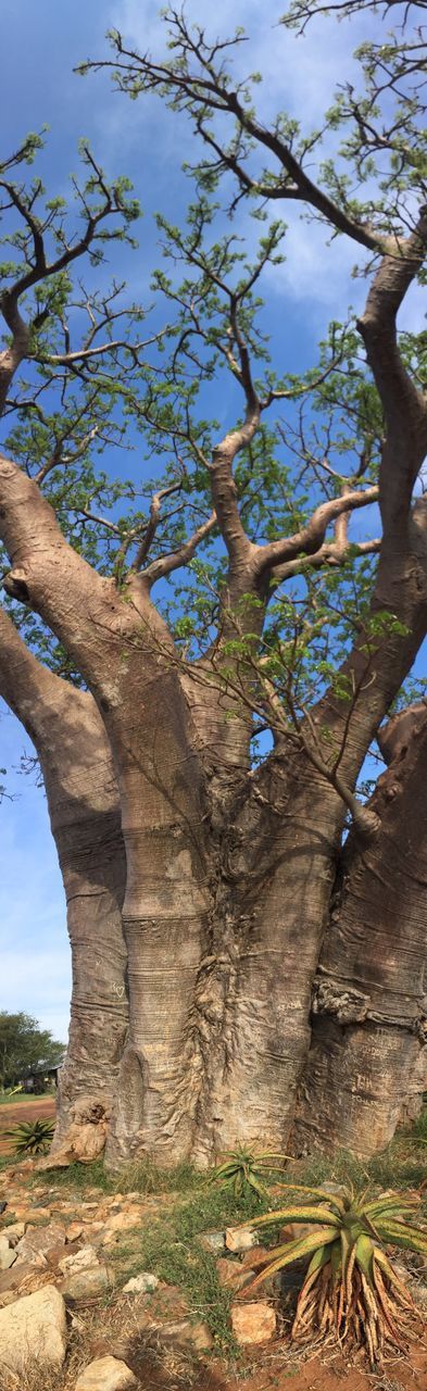 TREES AGAINST SKY