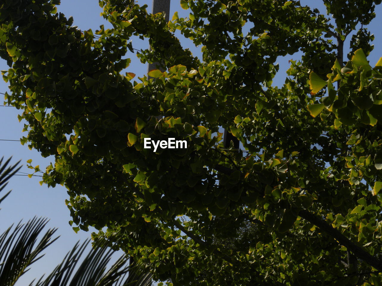 Low angle view of tree against sky