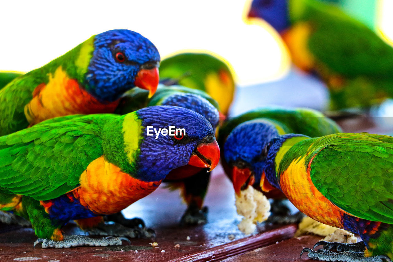 CLOSE-UP OF MULTI COLORED PARROT