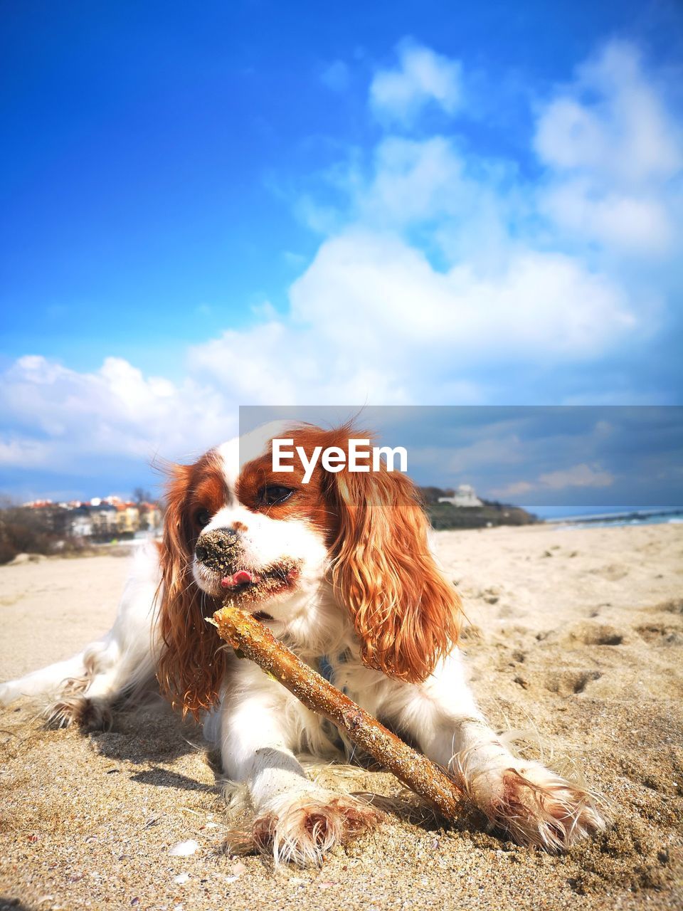 DOG LYING ON BEACH