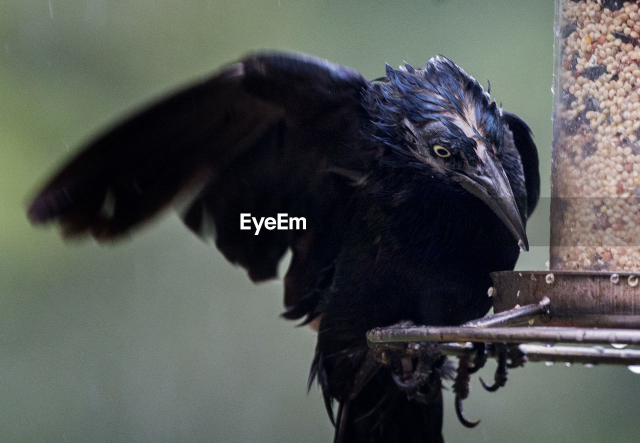 Close-up of wet black bird perching on feeder