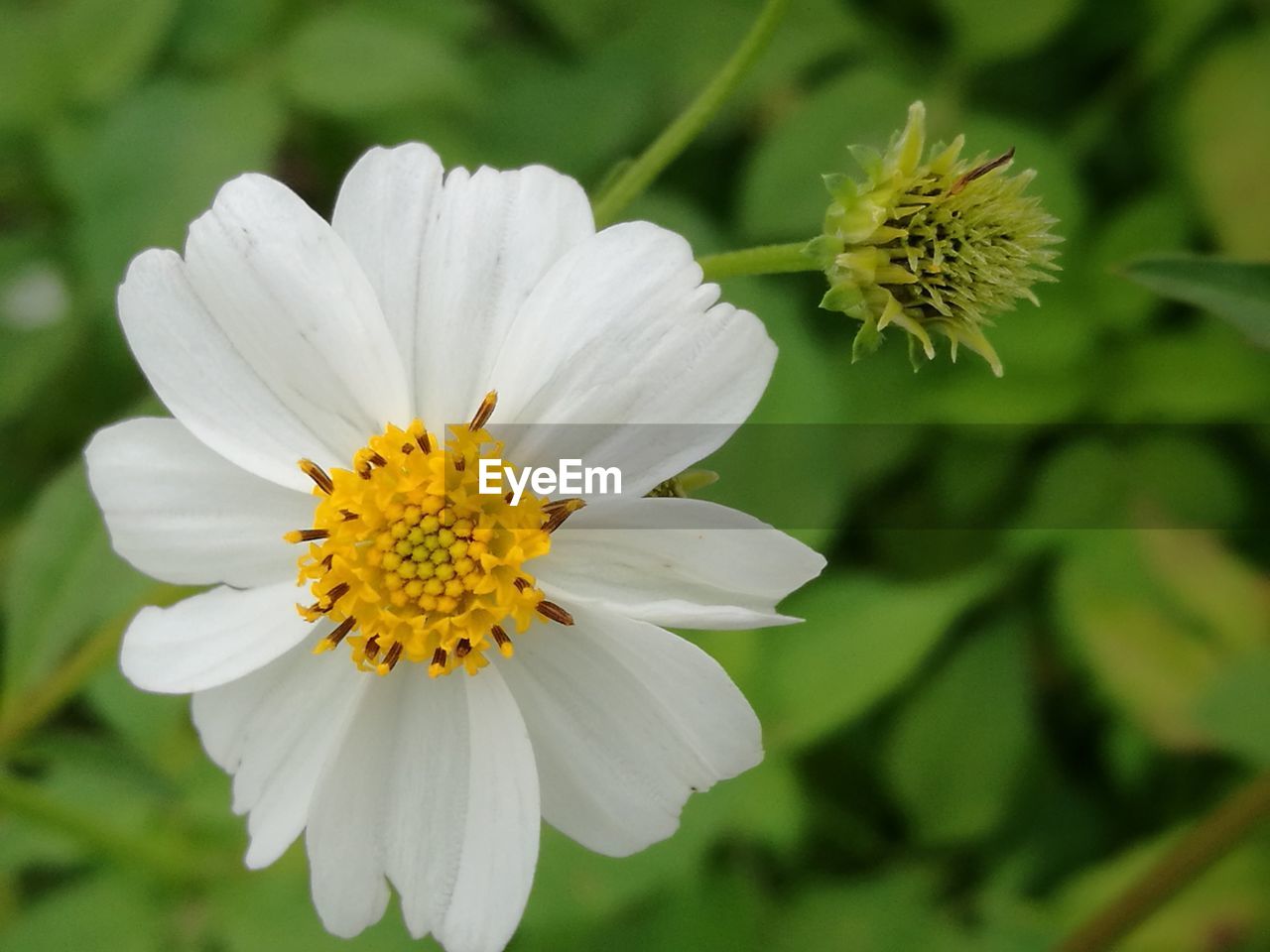 Close-up of white flowers blooming outdoors