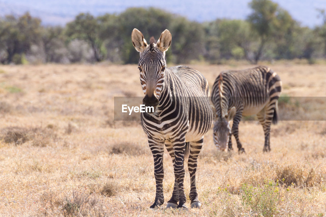 ZEBRA STANDING ON FIELD