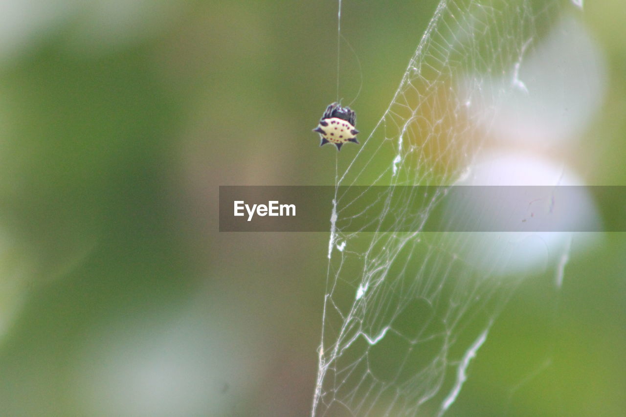 Close-up of spider on web