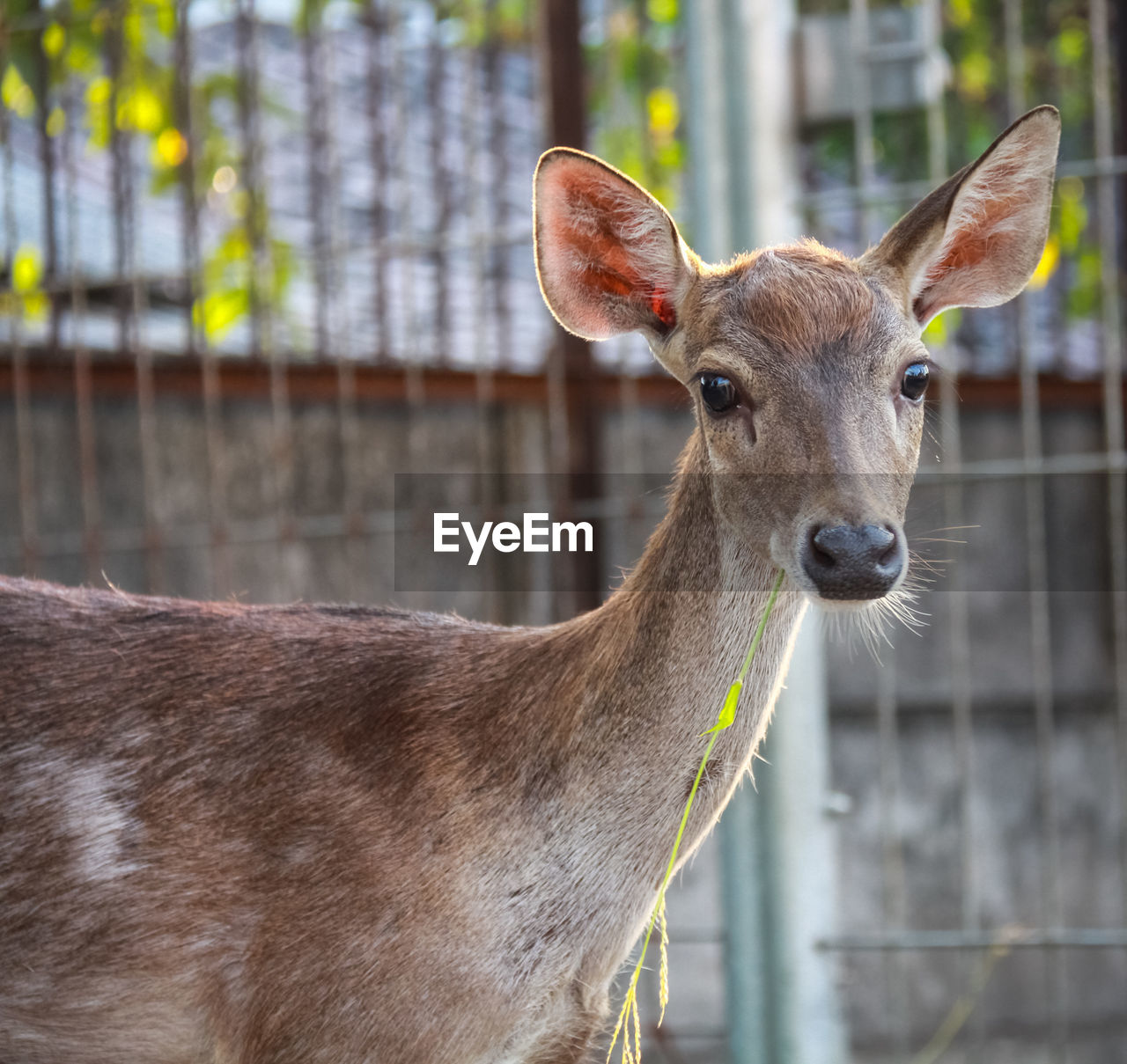 CLOSE-UP PORTRAIT OF A DEER